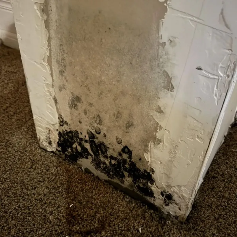 Professional Mold Removal in Sumner, IL